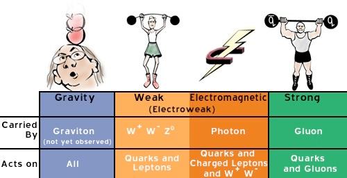 Kuvvet Taşıyıcılar Yerçekimi Zayıf Elektromanyetik Güçlü Taşıyan Etkiler Graviton (henüz gözlenmedi) hepsi W+ W- Z o Photon Gluon Kuarklar ve Leptonlar