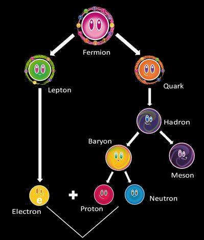 FERMİYONLAR Fermiyonlar, proton